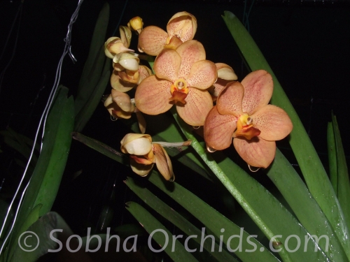 Vanda Ponpinol Anant Gold